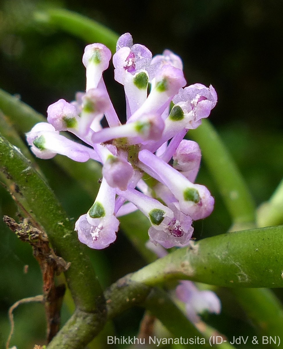 Robiquetia rosea (Lindl.) Garay